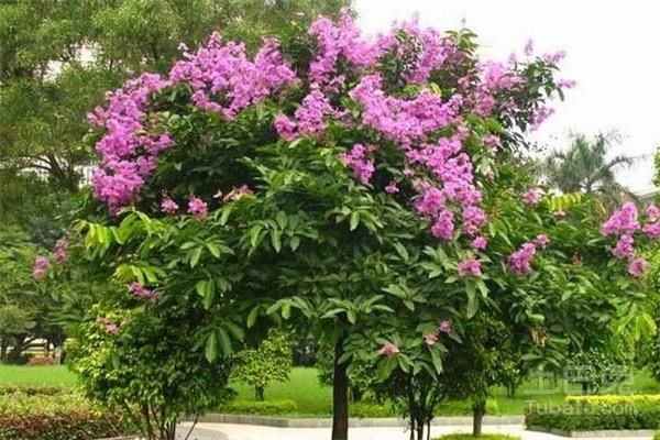 大叶紫薇的花期以及养护方法