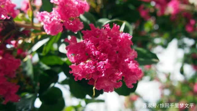 行走的风景——闲庭信步文化园,看紫薇花姹紫嫣红4