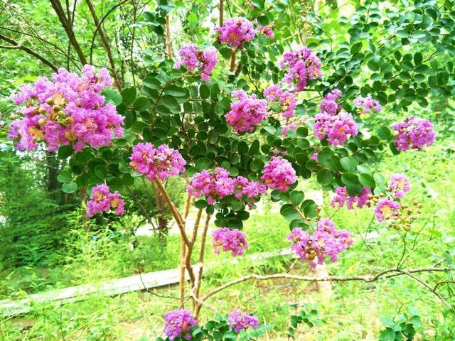 但是有一种花卉,既好看又耐高温,它的名字叫做紫薇花.