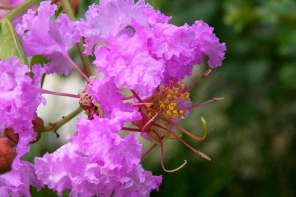 紫薇花怎么浇水(多久浇一次) 紫薇花的养殖方法