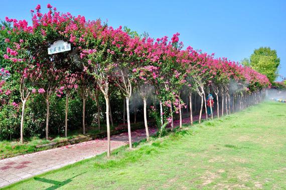紫薇树的种植技术与养护方法-园林杂谈-长景园林网