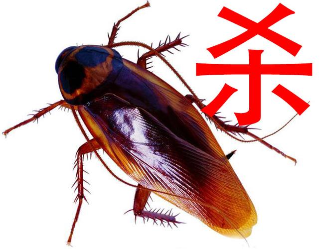 南宁哪里有专业灭蟑螂的公司广西灭四害公司